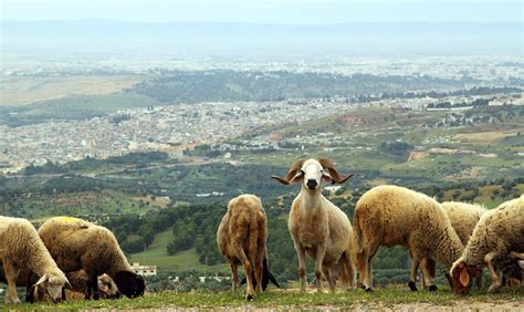THE VIEW FROM FEZ: Eid Approaches and the Sheep are Coming