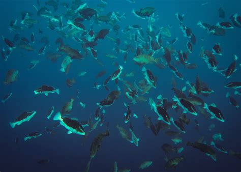 Science-backed policy boosts critically endangered Nassau grouper