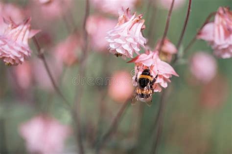 Pi?kne Kolorowe Kwiaty Orliki W Ogrodzie Na Zielonym Pastelowym Tle ...