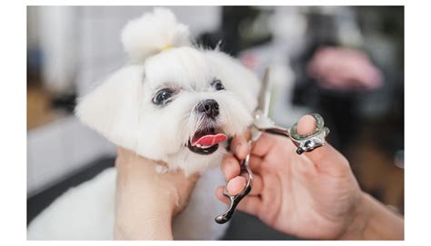 The Art of Maltese Haircuts: 12 Styles to Transform Your Furry ...