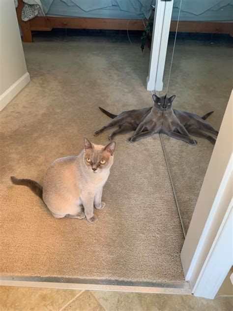 Blursed_cat : blursedimages