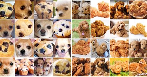 Chihuahua oder Muffin, das ist auf diesem Twitter-Account die Frage ...