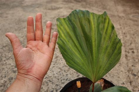 Two beautiful palms in pots - PALMS IN POTS - PalmTalk