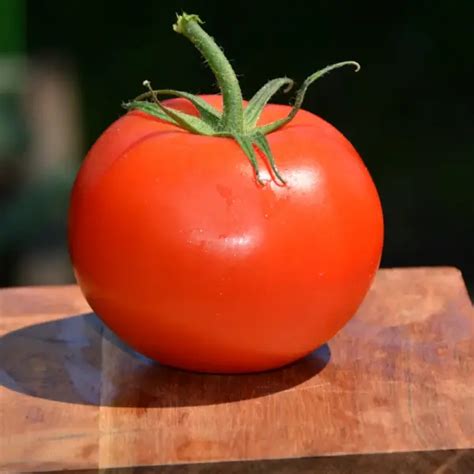 Marglobe Tomato | Platt Hill Nursery