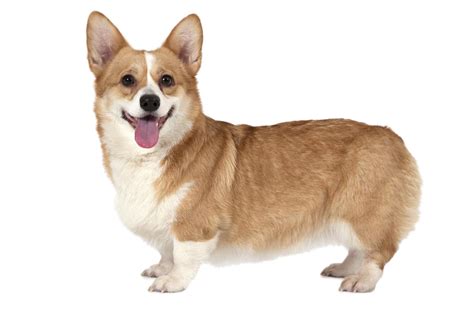 pembroke welsh corgi pet happy puppy png