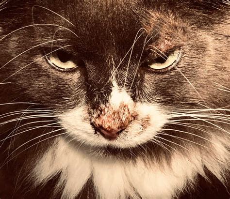Cat's Nose With New Bump, Lump or Scab [Pics + Vet Advice] - Cat-World
