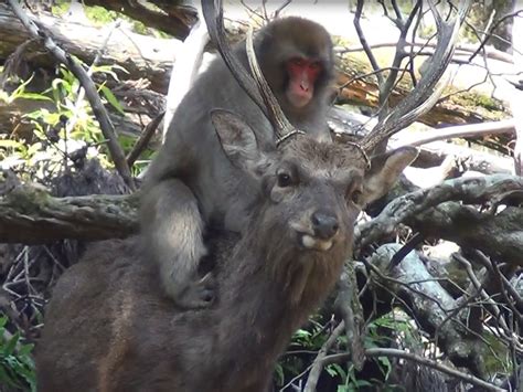 Female Japanese Macaques Seen Having 'Sexual Interactions' With Sika Deer