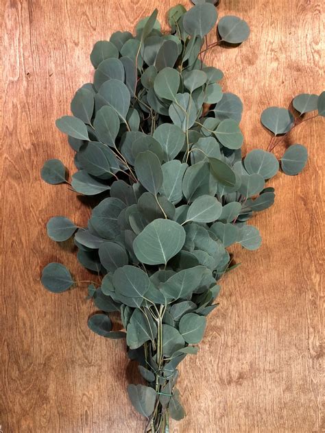 Silver Dollar Eucalyptus