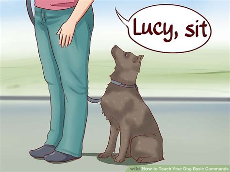 how to teach a dog basic commands