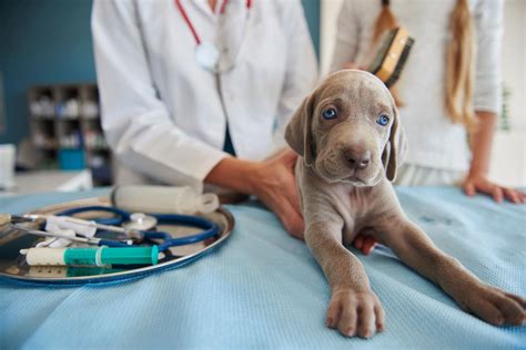 Why Vet Care is Critical to Puppy Health & Wellness - Space Coast Pet ...