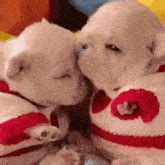 Pibble GIF - Pibble - Discover & Share GIFs