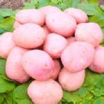 Сорт картофеля «Рябинушка» – описание и фото