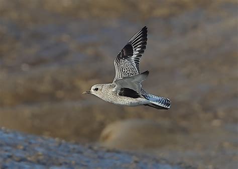 grey plover  flight  neilschofield ephotozine