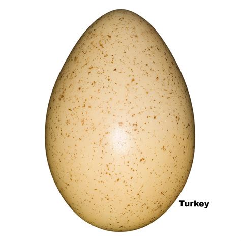 replica turkey egg mm  sale skulls unlimited international