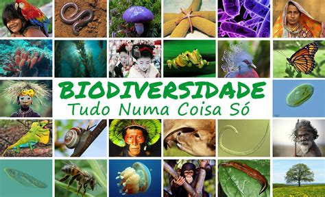 Em Qual Dos Estágios Há Maior Biodiversidade Justifique Sua Resposta