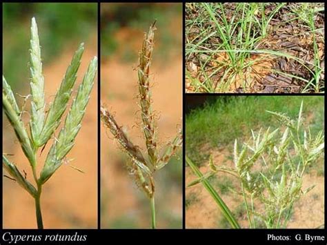 jenis  klasifikasi gulma ruang pertanian