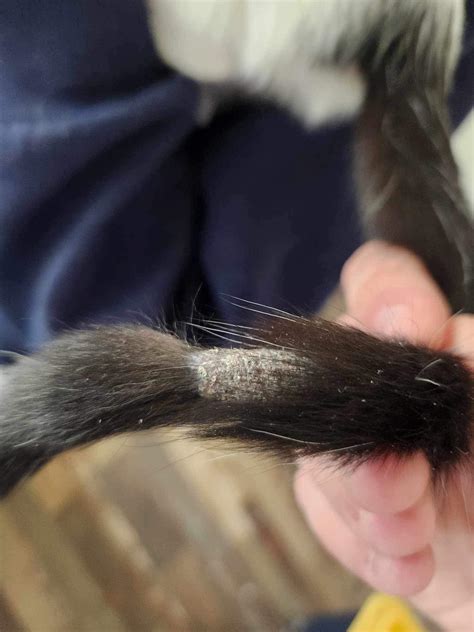 Foster Kitten has this strange bald spot on her tail. What could this