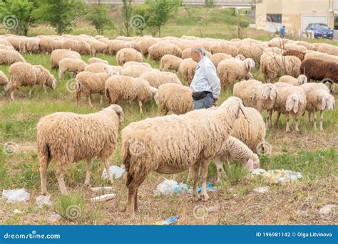 Sheep And Goats Grazing On The Slopes Of Atlas Mountains In Morocco ...