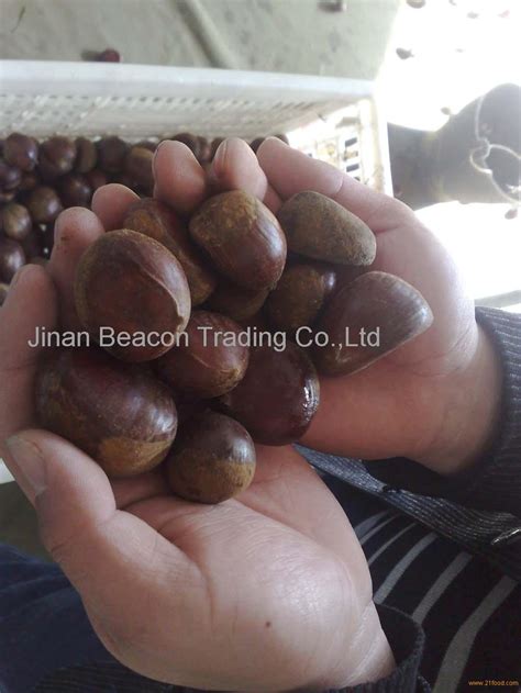 Chest Nut,China beacon price supplier - 21food