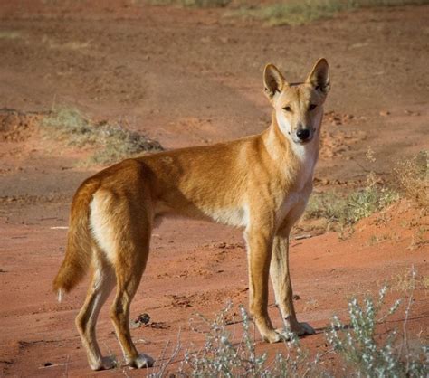 Amazing and Crazy Facts About Dingoes – Page 2 – Animal Encyclopedia
