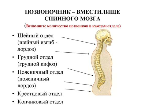 Спинной мозг. Функциональная анатомия - online presentation