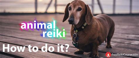 Learn how to do Animal Reiki for free