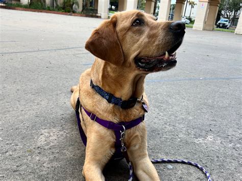 Private Dog Training Lessons — Woof! San Diego | Dog Trainer