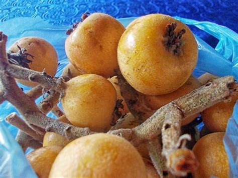 Мушмула | Вкус с грушевым оттенком. Маленький плод почти не … | Flickr