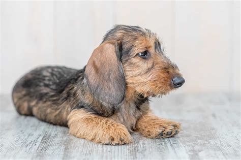 10 Reputable Wire Haired Dachshund Breeders In The U.S.