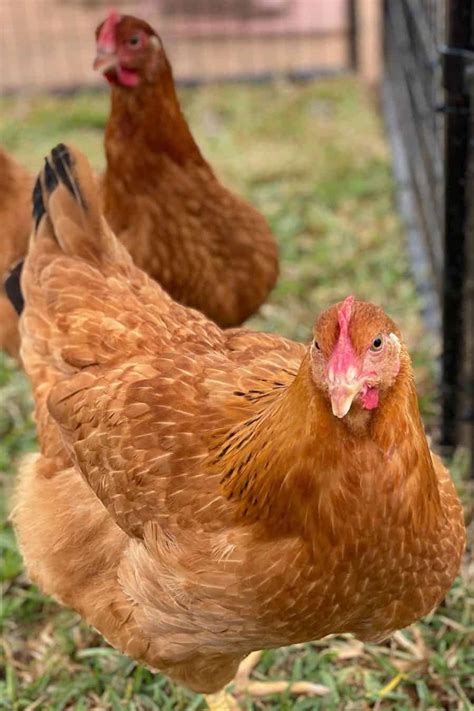 New Hampshire Chicken: Eggs, Height, Size and Raising Tips