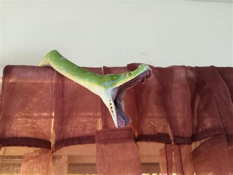 why is snake aggressive indoors 7