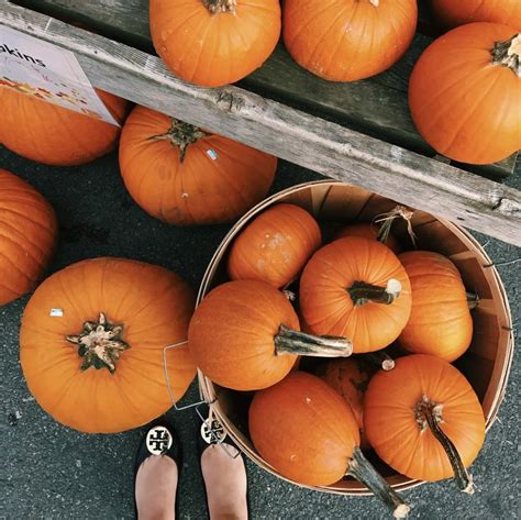 preppy by the sea: friday favorites | Friday favorites, Pumpkin, Favorite