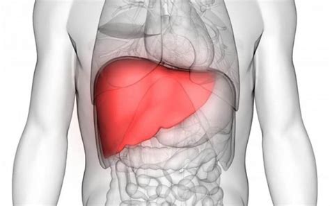 Gan Nằm Ở Đâu? Vai Trò, Chức Năng Của Gan, Biện Pháp Bảo Vệ
