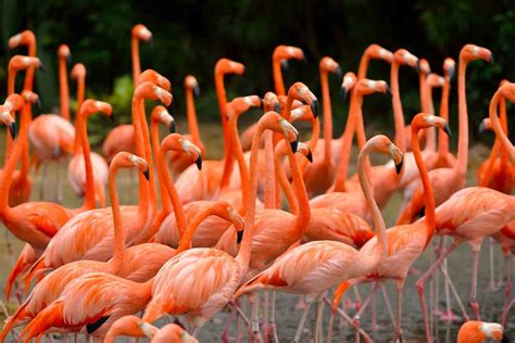 american flamingo phoenicopterus ruber lifestyle diet