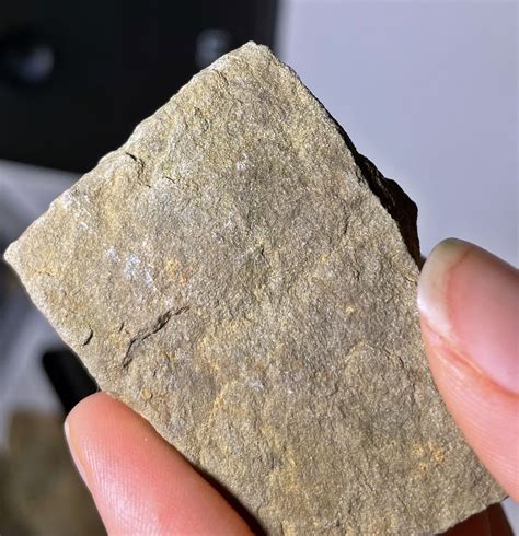 Soft Tissue fossil from Ithaca New York? - Fossil ID - The Fossil Forum