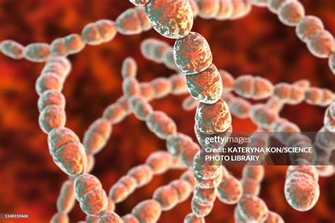 streptococcus thermophilus bacteria illustration illustration getty