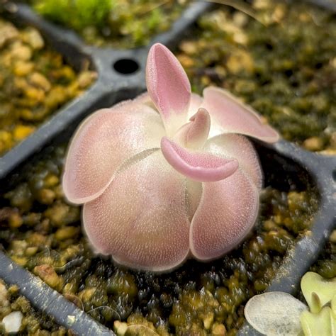 Pinguicula 'Sethos' – Carnivero
