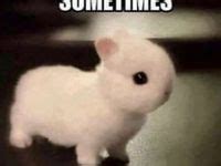 upptack  buny memes och kanin ideer djur katt memes kawaii
