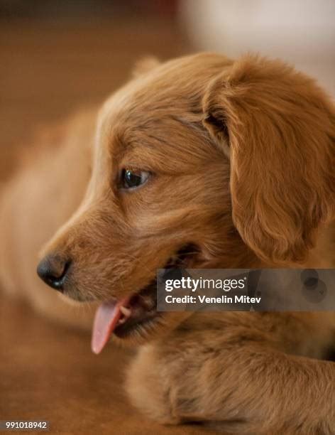 852 Poodle Golden Retriever Stock Photos, High-Res Pictures, and Images - Getty Images