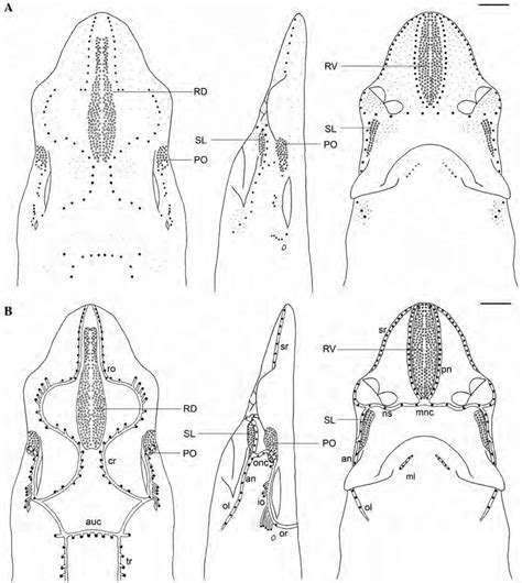 survey   pore fields   head  apristurus aphyodes