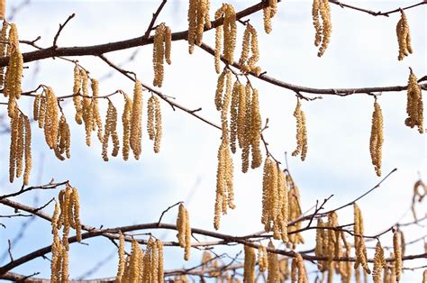 common hazel hazelnut bush  photo  pixabay