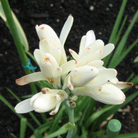 Polianthes, tuberoze - ingrijire - poze tuberoze
