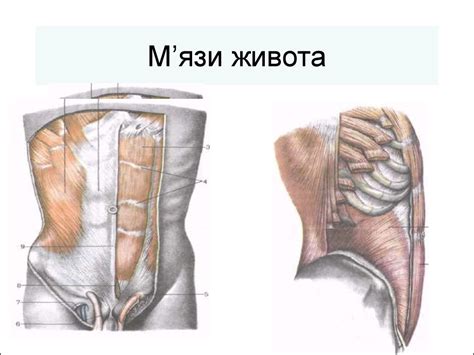 Мімічна мускулатура - презентация онлайн