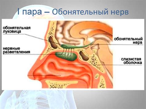 Нервная система. Периферическая нервная система. Вегетативная нервная ...