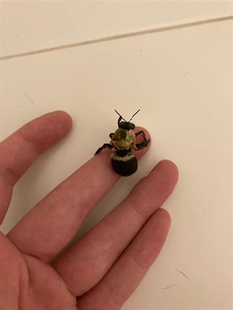 Male carpenter bee found in GA. Anyone know what’s going on with the