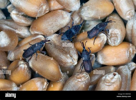 Wheat weevil, Granary weevil, Grain weevil (Sitophilus granarius ...