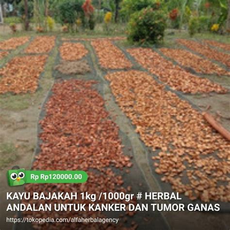 Gambar Pohon Bajakah - 56+ Koleksi Gambar