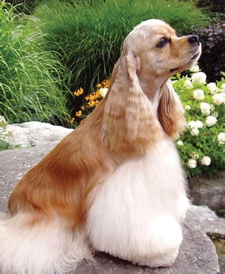 🐶 Американський Кокер-спанієль - Інформація про породу собаки, Фото ...