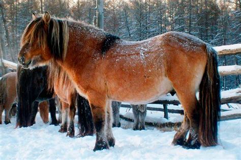 Якутская лошадь: фото морозостойкой породы, описание