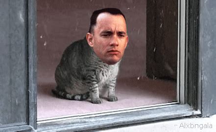 Tom Hanks Reaction Gifs | PicGifs.com